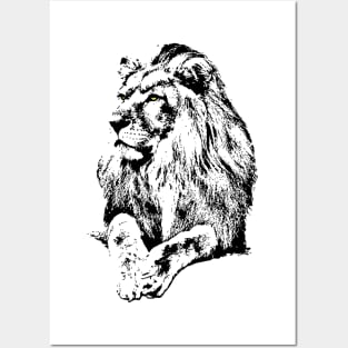 Wildlife Lion Posters and Art